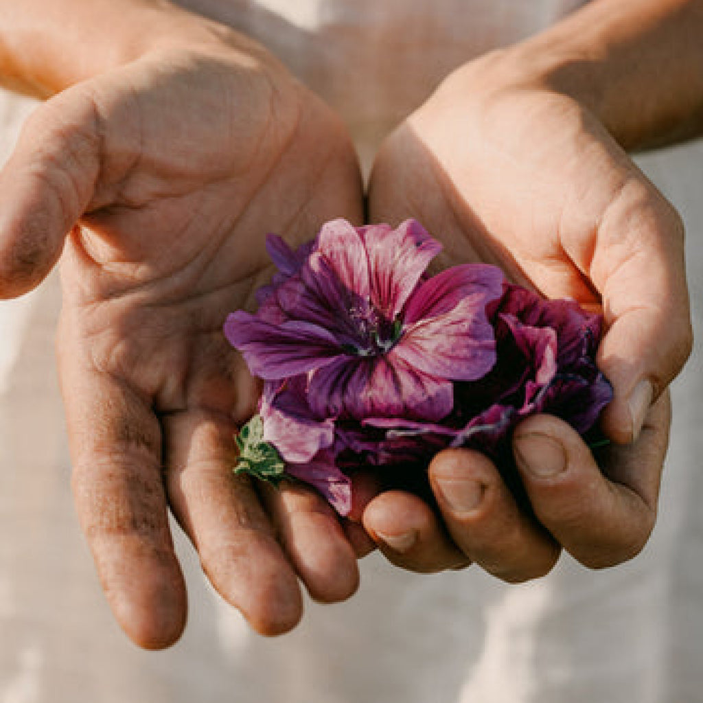 Eine violette Blüte, in zwei Händen liegend